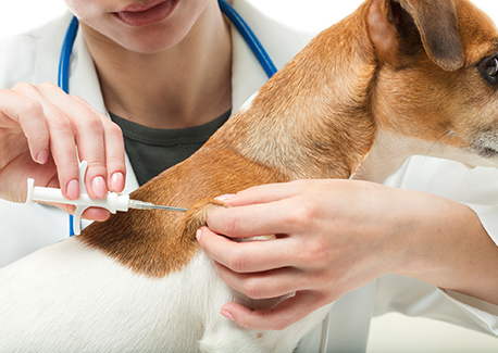 Pet Microchipping at Windsor Animal Clinic