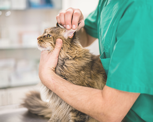 Windsor Animal Clinic dog cat parasite control